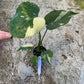 Monstera deliciosa thaï constellation M
