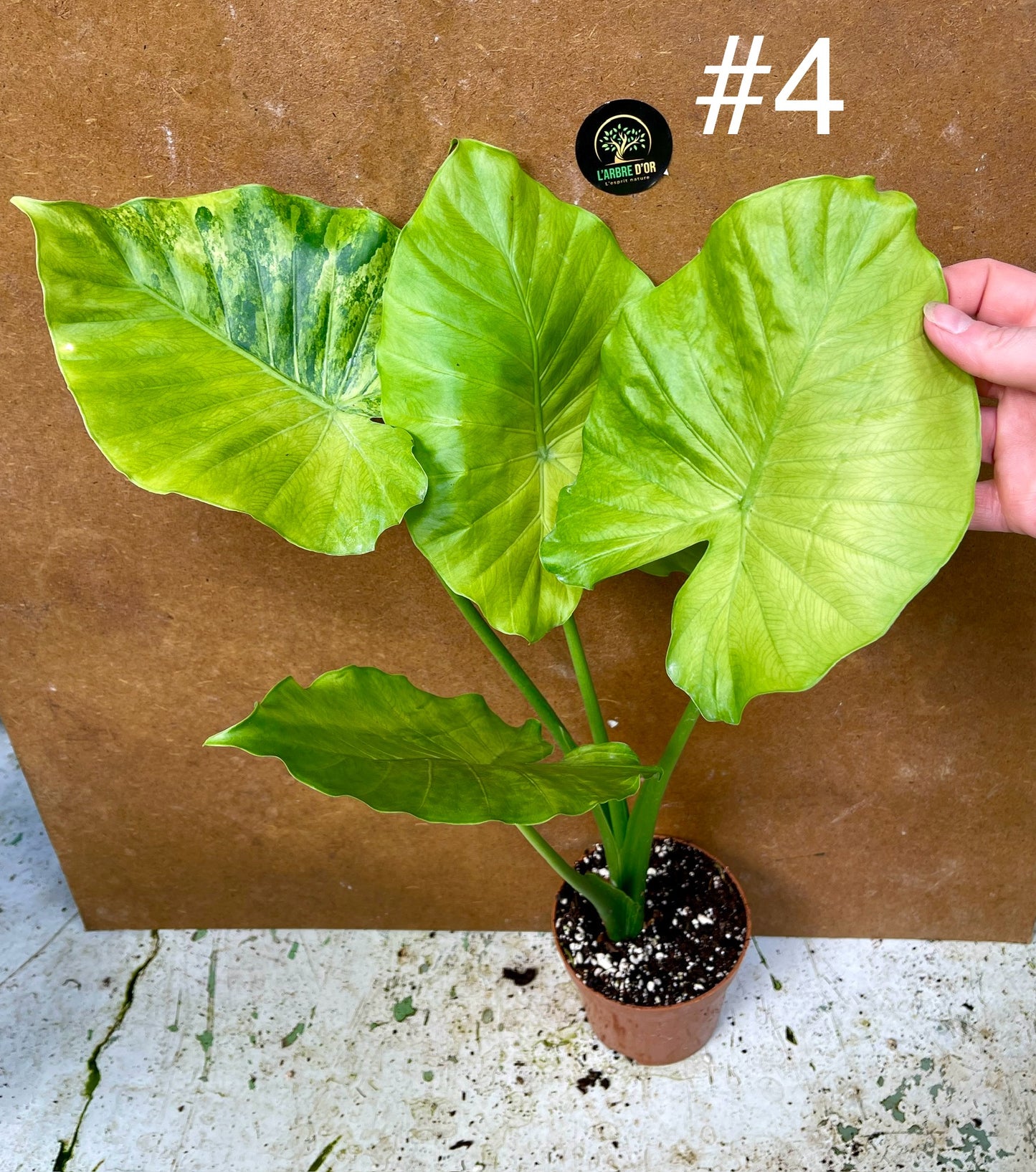 Alocasia gageana variegata tricolor
