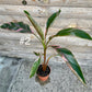 Musa nono pink variegata taille L