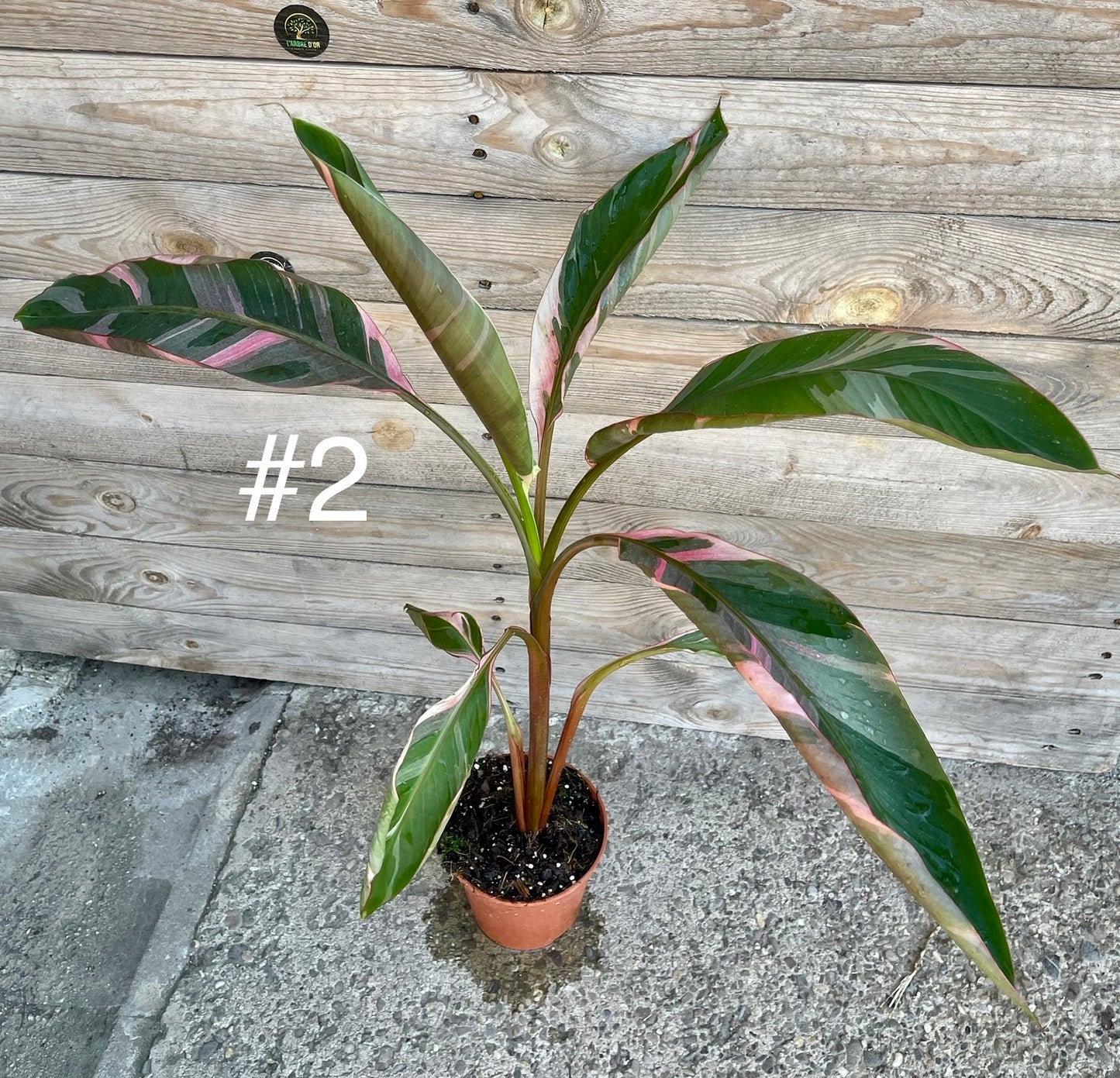Musa nono pink variegata taille L