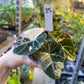ALOCASIA BLACK VELVET PINK VARIEGATA M