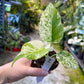MONSTERA MINT WHITE MONSTER S NEW