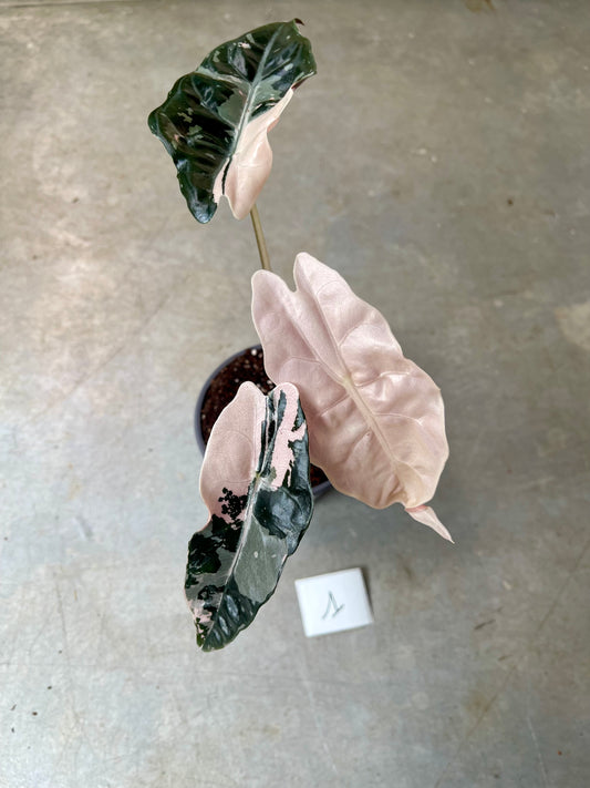 ALOCASIA CHANTRIERI PINK VARIEGATA NEW