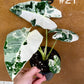 Alocasia frydek variegata haute variegation M