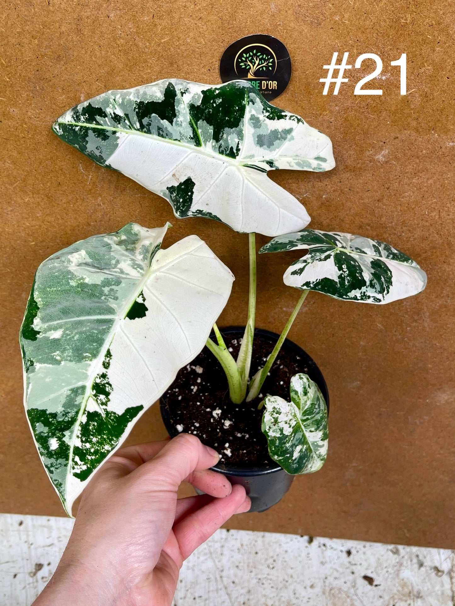 Alocasia frydek variegata haute variegation M