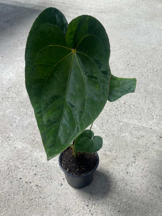 ANTHURIUM DARK PHOENIX