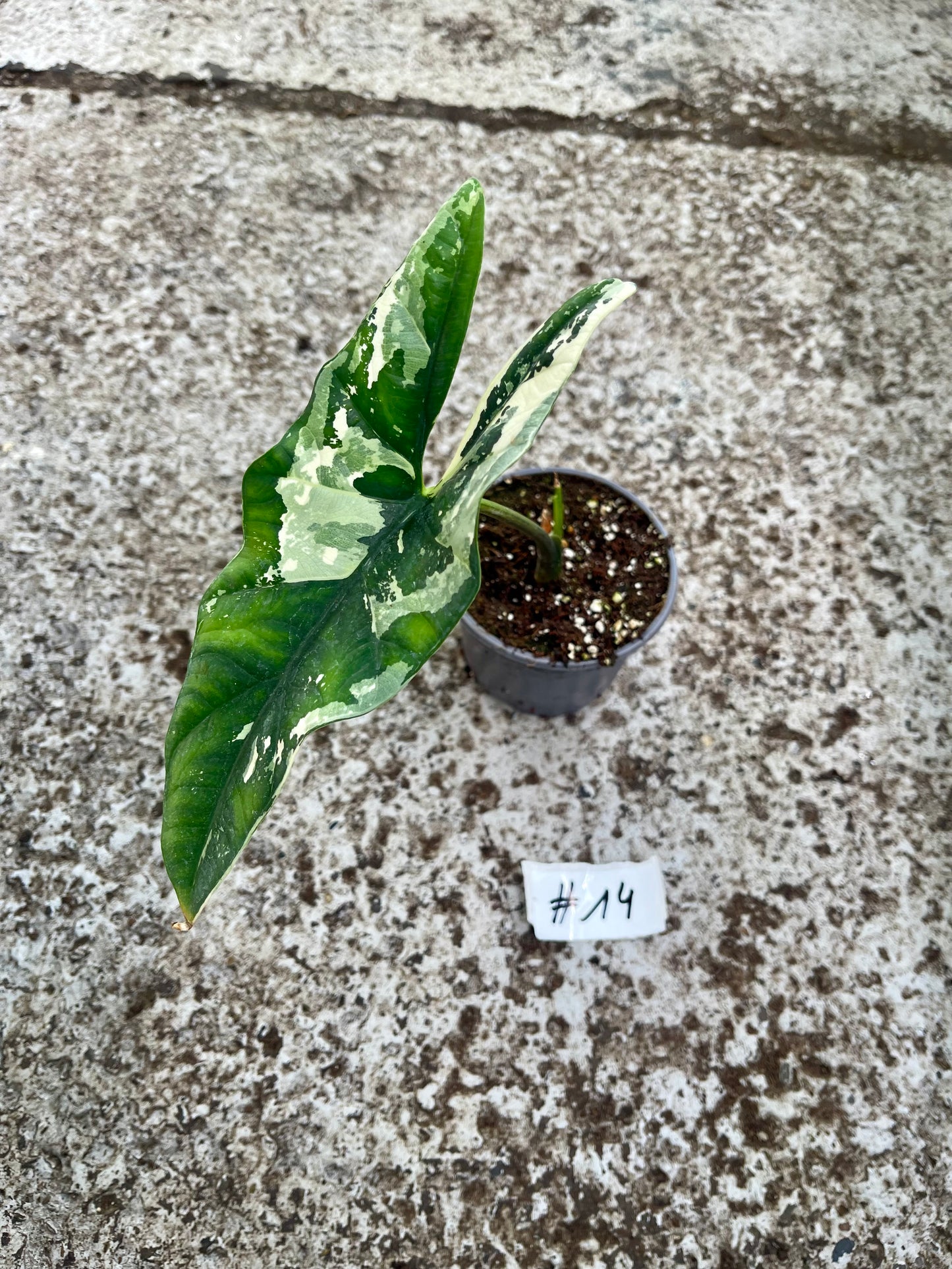 PLANTE A SAUVER