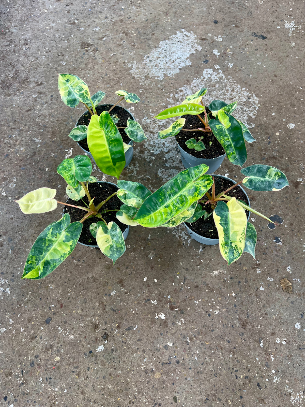 PHILODENDRON BILLIETIAE VARIEGATA