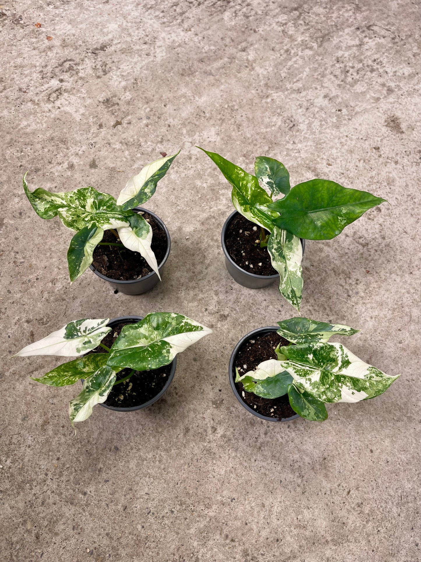 ALOCASIA SIMPO ALBO VARIEGATA S NEW