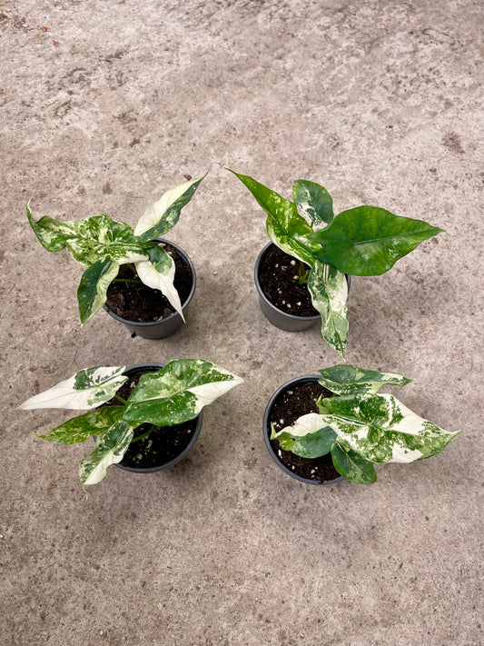 ALOCASIA SIMPO ALBO VARIEGATA S NEW