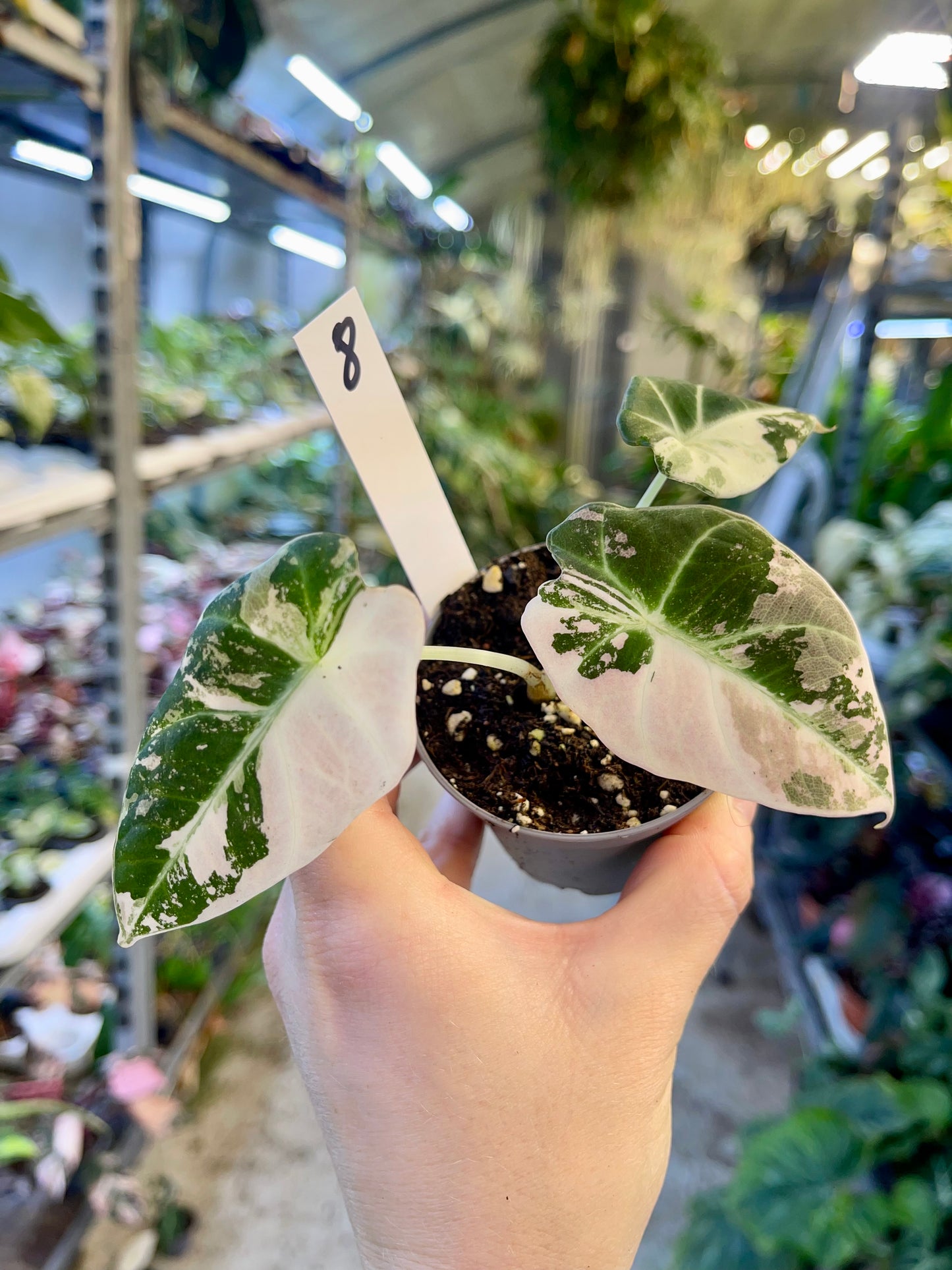 ALOCASIA BLACK VELVET VARIEGATA PINK S NEW