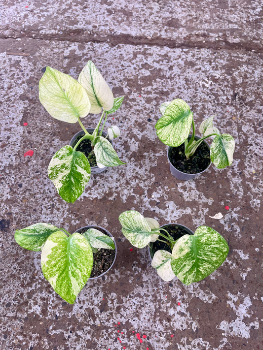 MONSTERA WHITE MONSTER S NEW