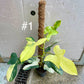 Philodendron bipennifolium variegata sur tuteur