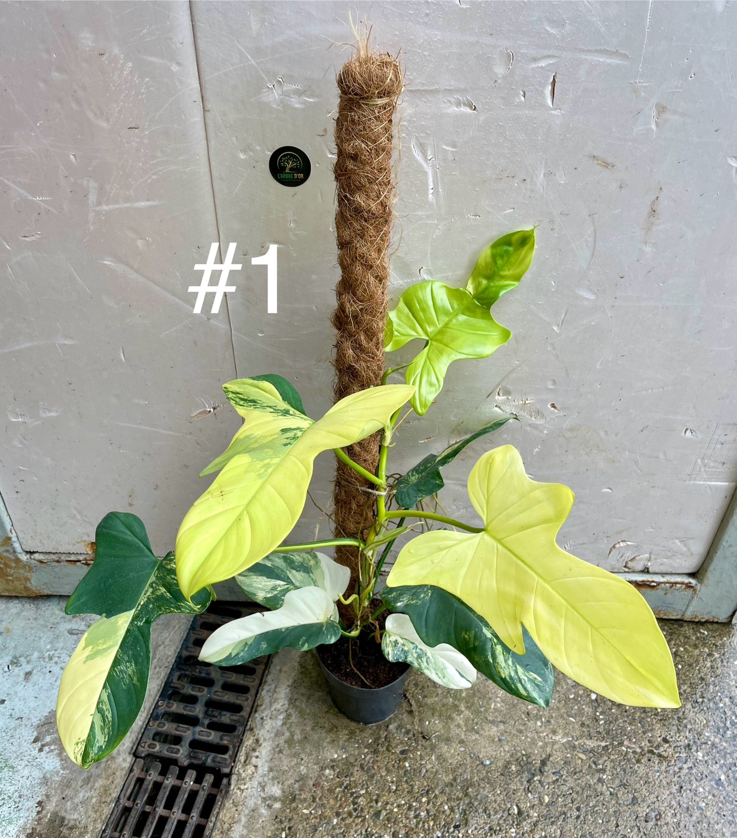 Philodendron bipennifolium variegata sur tuteur