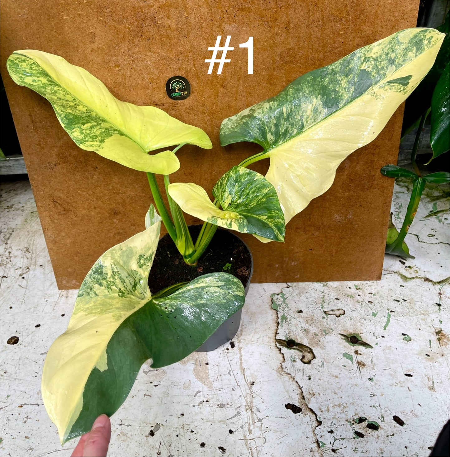 philodendron hastatum variegata Philodendron hastatum variegata / silver sword variegata L