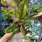 Philodendron caramel marble légère var M
