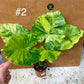Alocasia gageana variegata tricolor