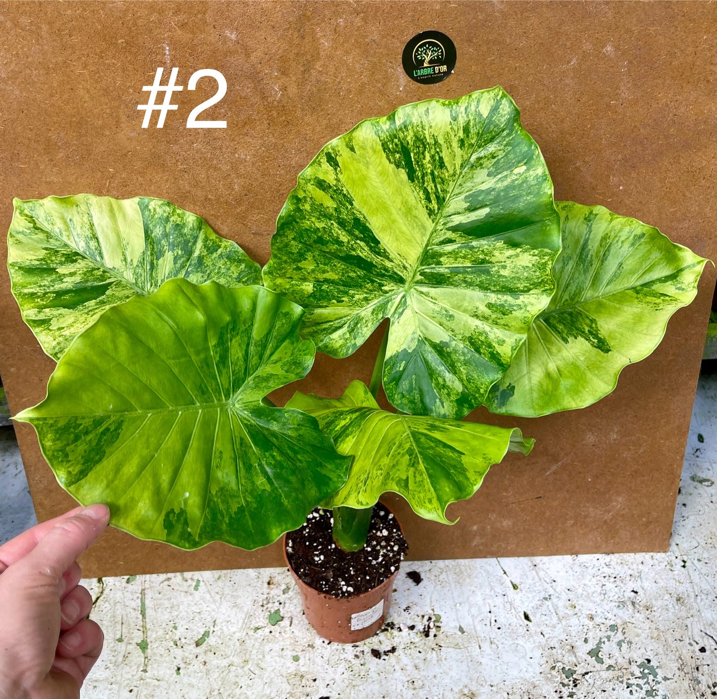 Alocasia gageana variegata tricolor