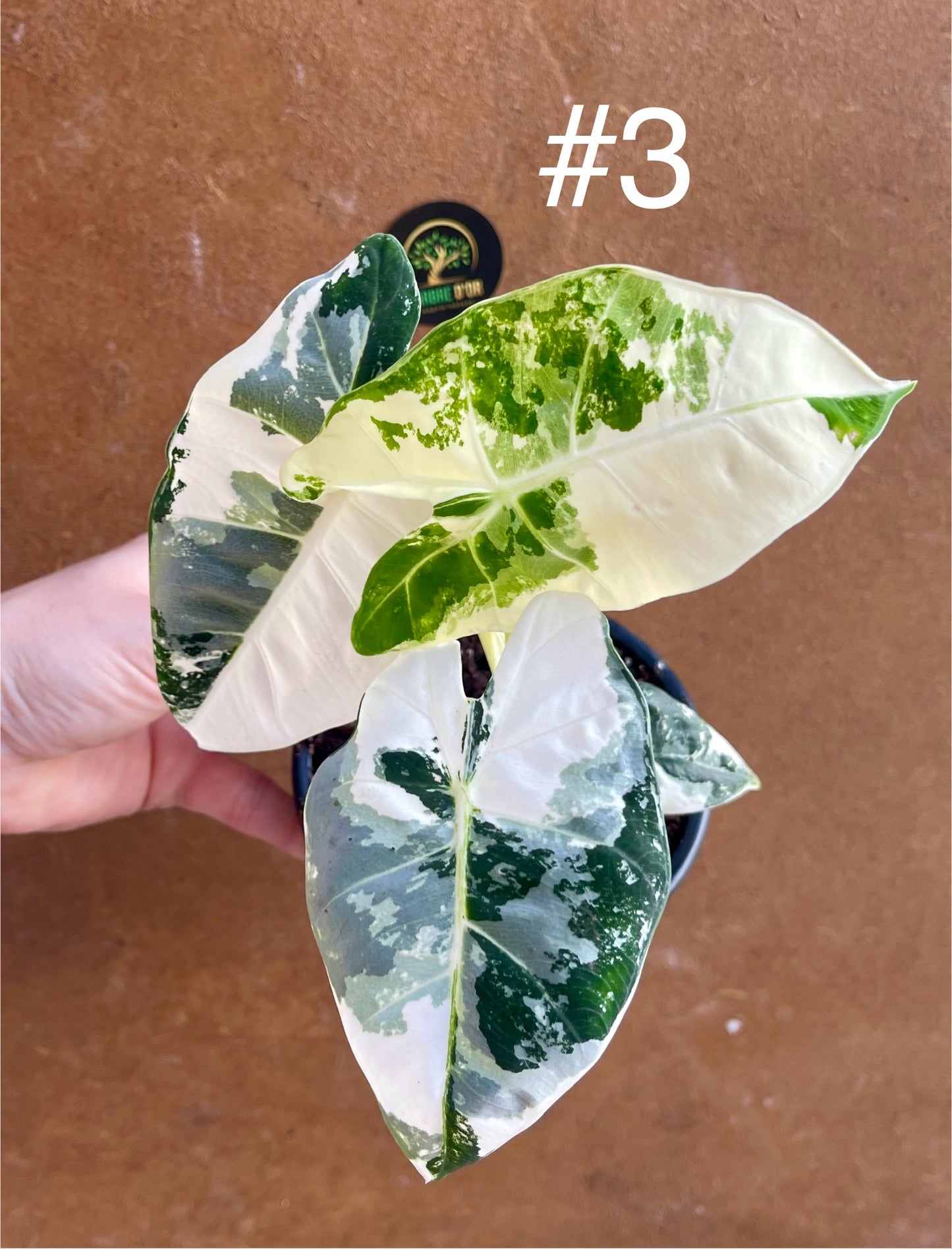 Alocasia frydek variegata haute variegation M