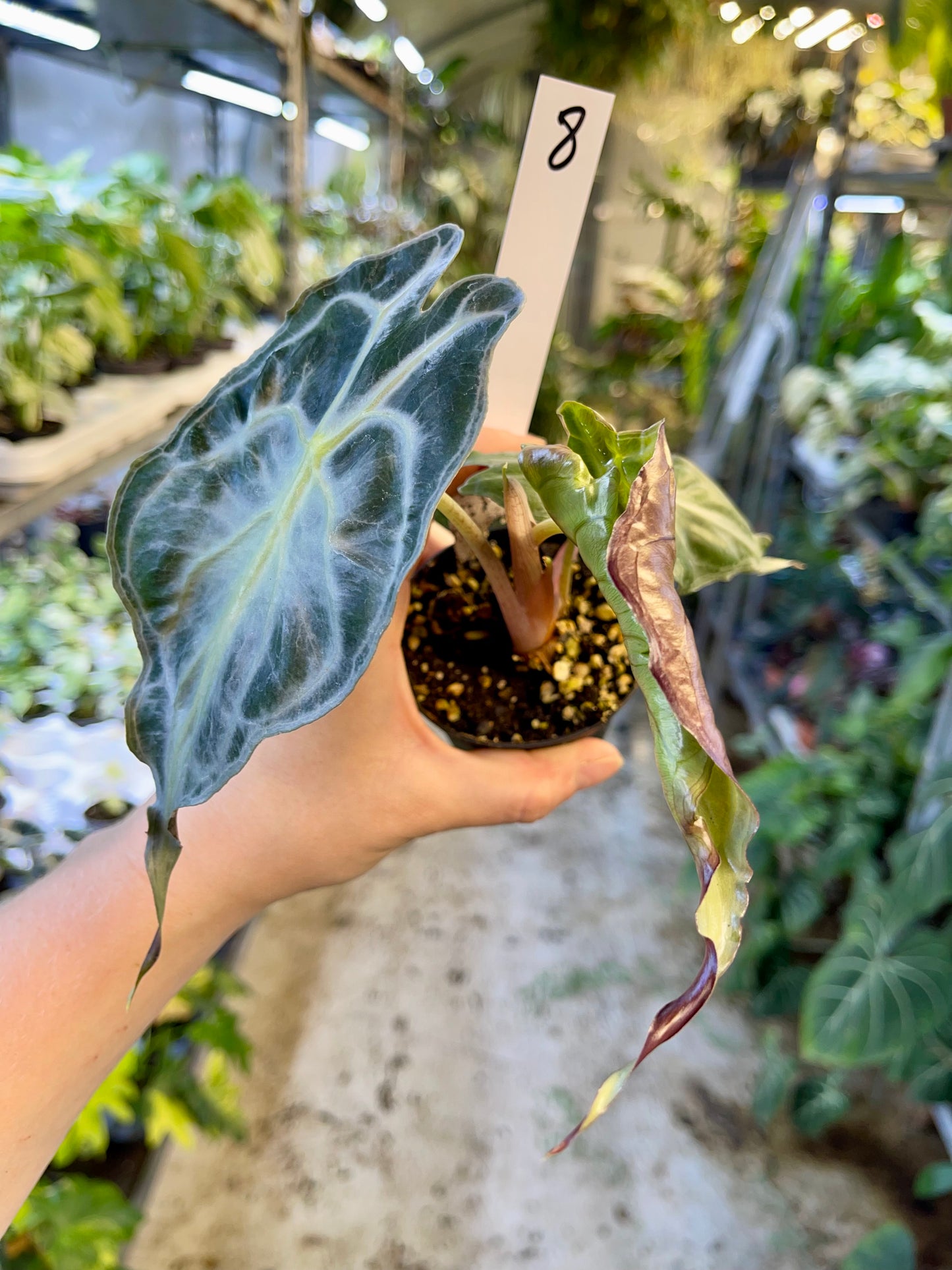 ALOCASIA VENOM S NEW