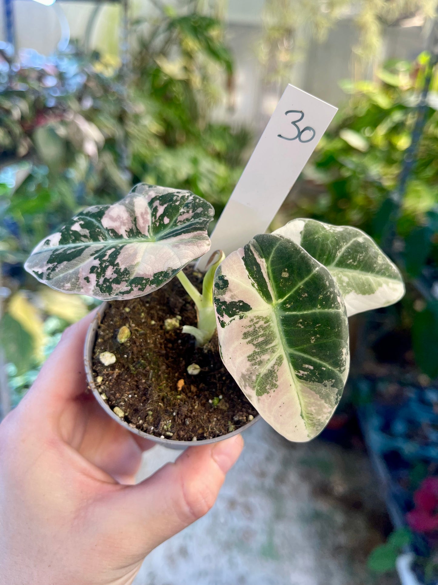 ALOCASIA BLACK VELVET VARIEGATA PINK S NEW