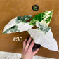 Alocasia frydek variegata haute variegation M