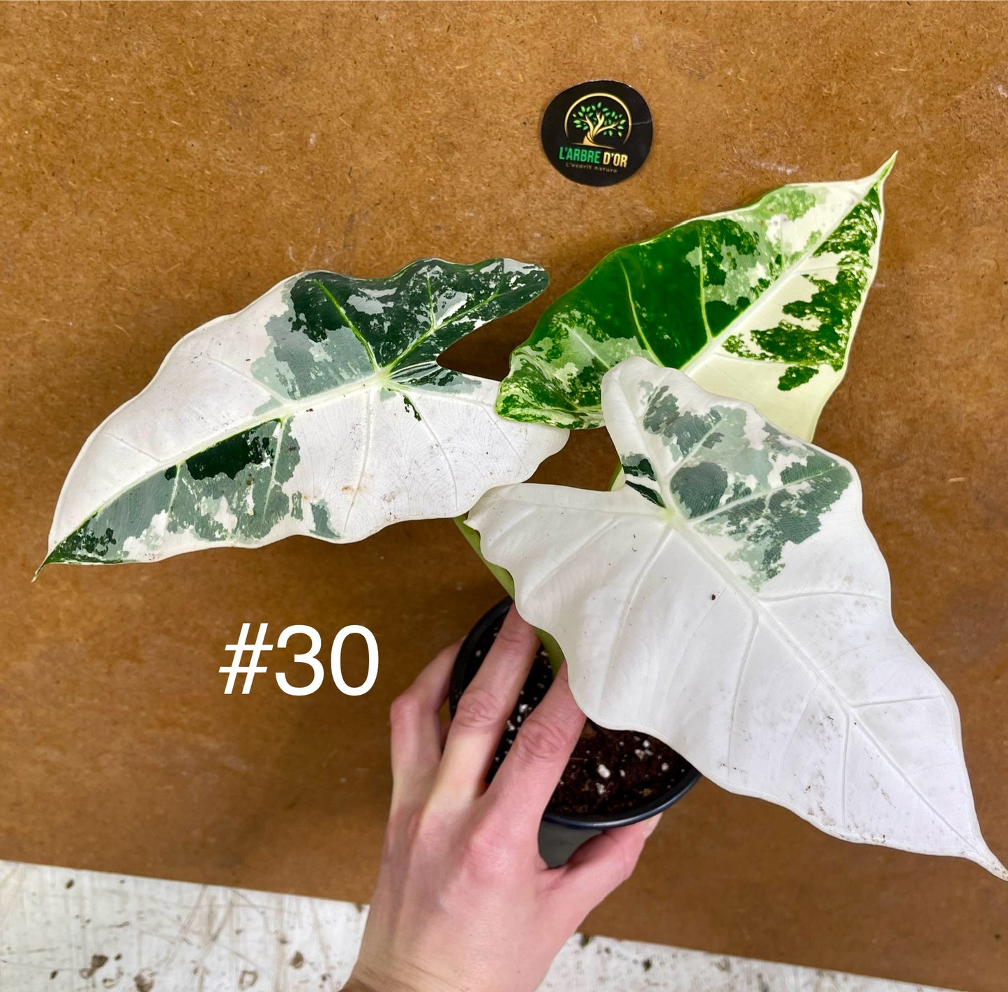 Alocasia frydek variegata haute variegation M