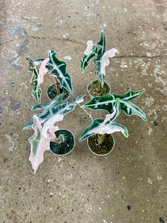 Alocasia sanderiana nobilis pink variegata