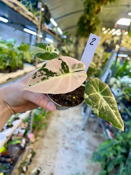 ALOCASIA BLACK VELVET VARIEGATA PINK S NEW