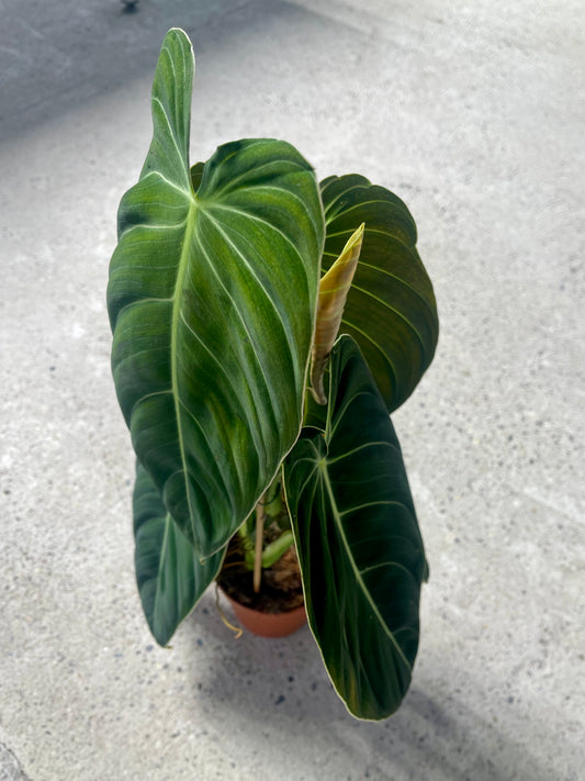 Philodendron melanochrysum  M