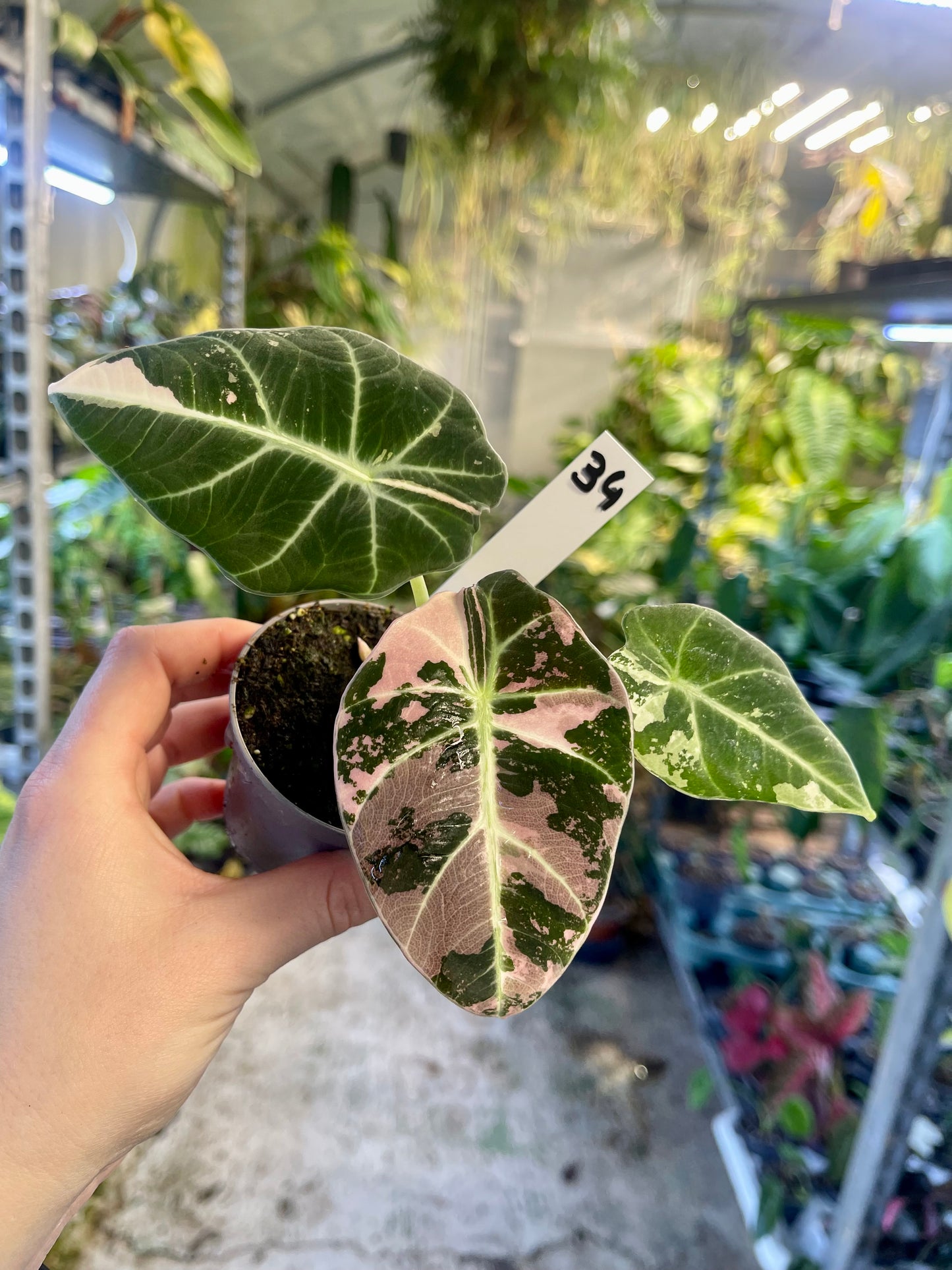 ALOCASIA BLACK VELVET VARIEGATA PINK S NEW