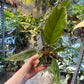 Philodendron caramel marble légère var M