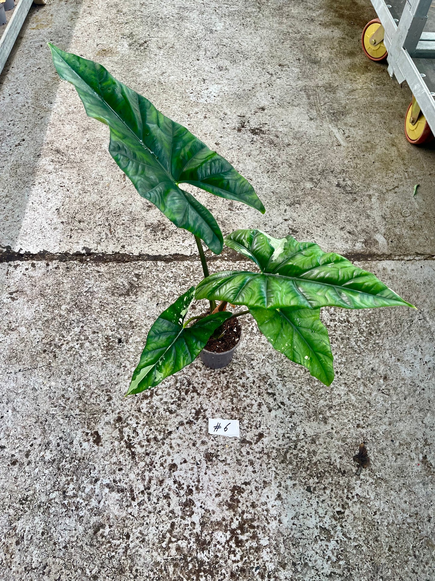 PLANTE A SAUVER