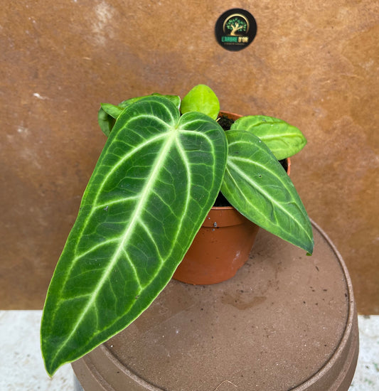 Anthurium Villenaorum