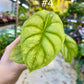 Alocasia silver dragon aurea variegata