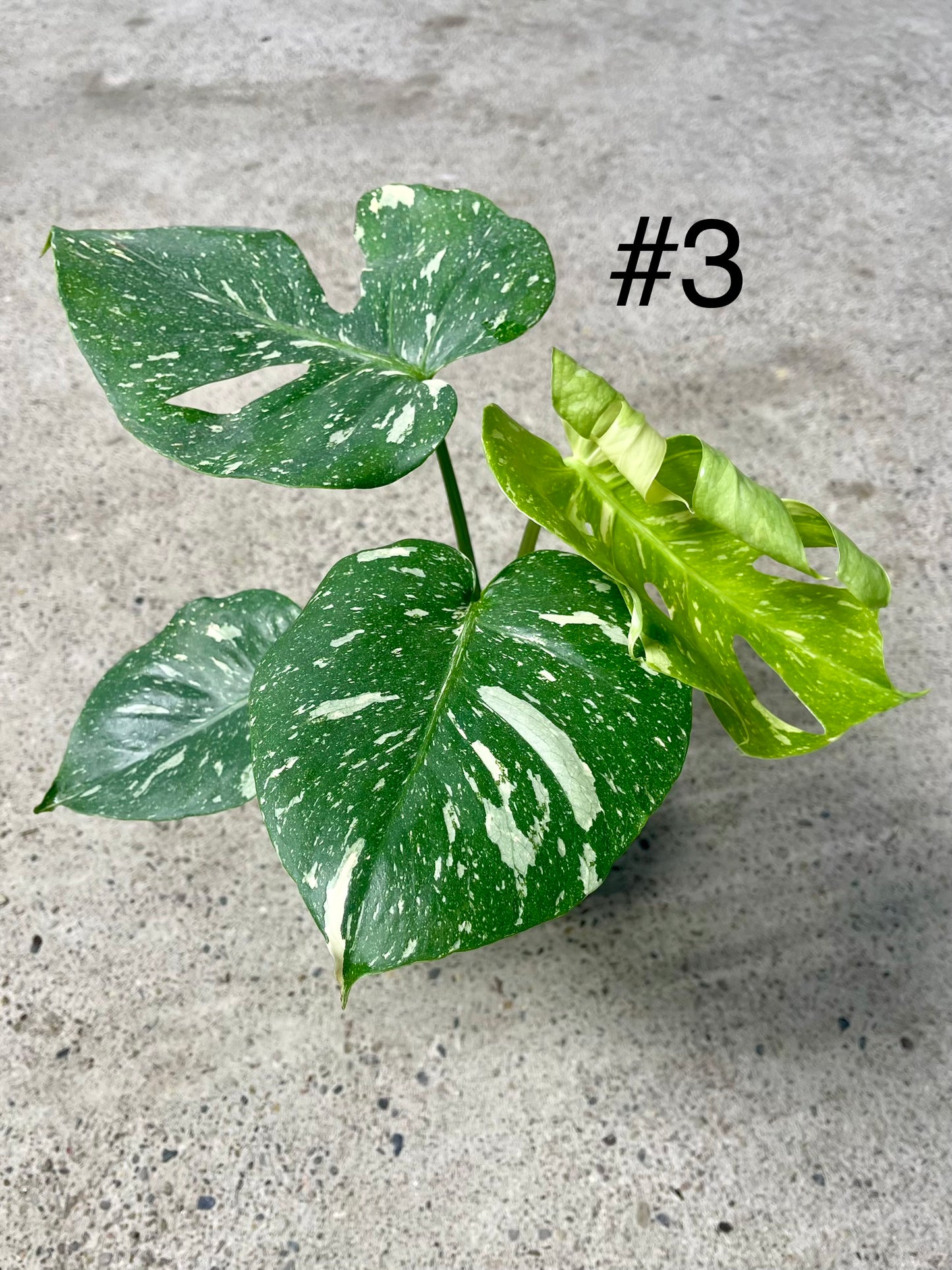 Monstera deliciosa thai constellation M