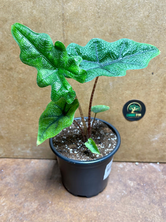 Alocasia jacklyn S