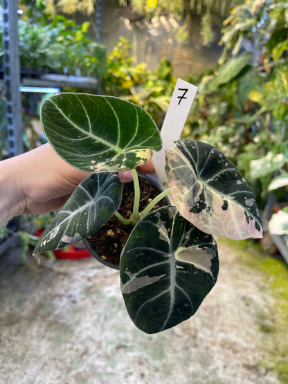 ALOCASIA BLACK VELVET PINK VARIEGATA M