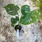 Monstera deliciosa thaï constellation M