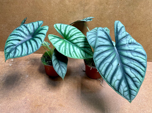 Alocasia Nebula