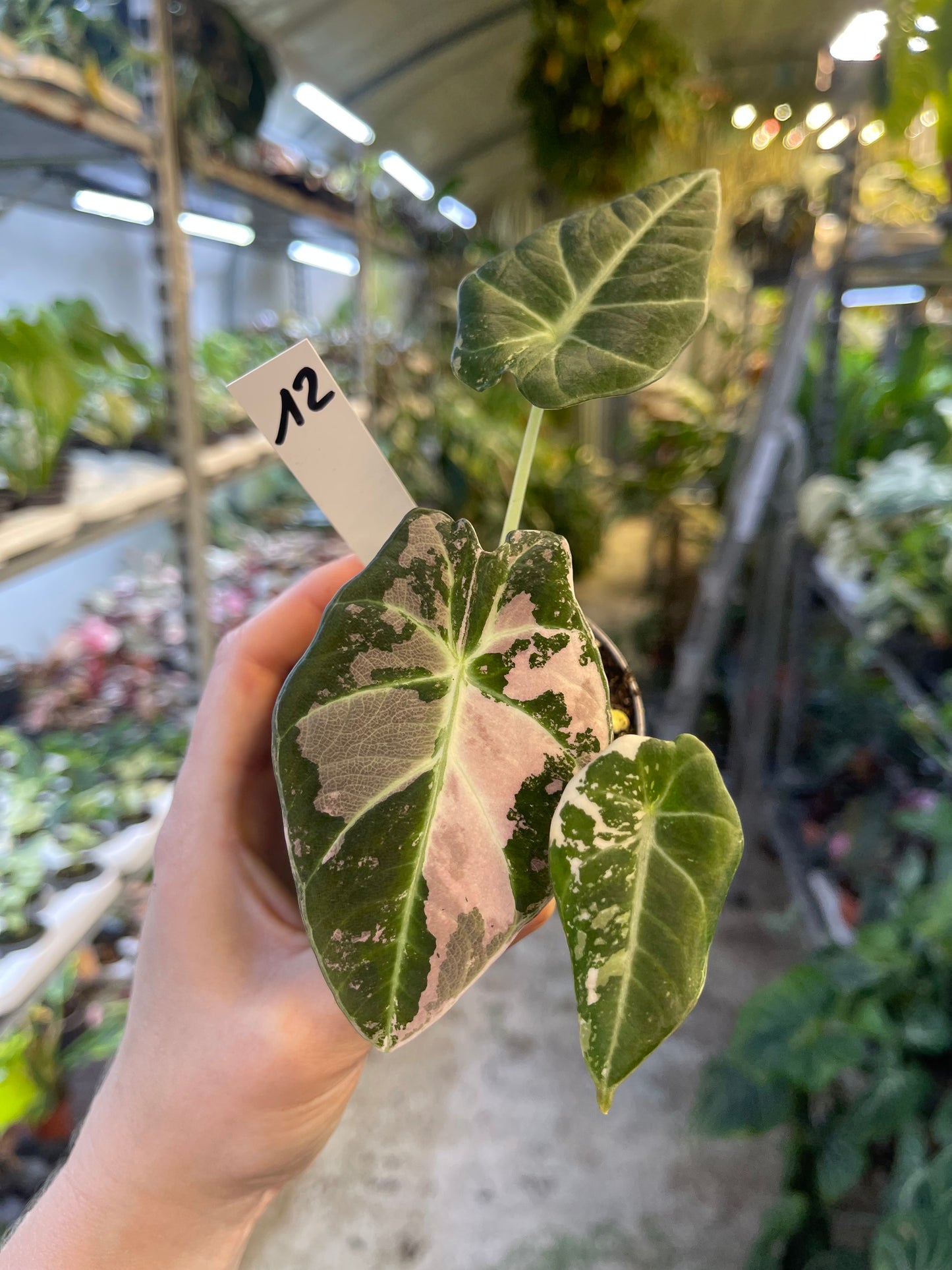ALOCASIA BLACK VELVET VARIEGATA PINK S NEW