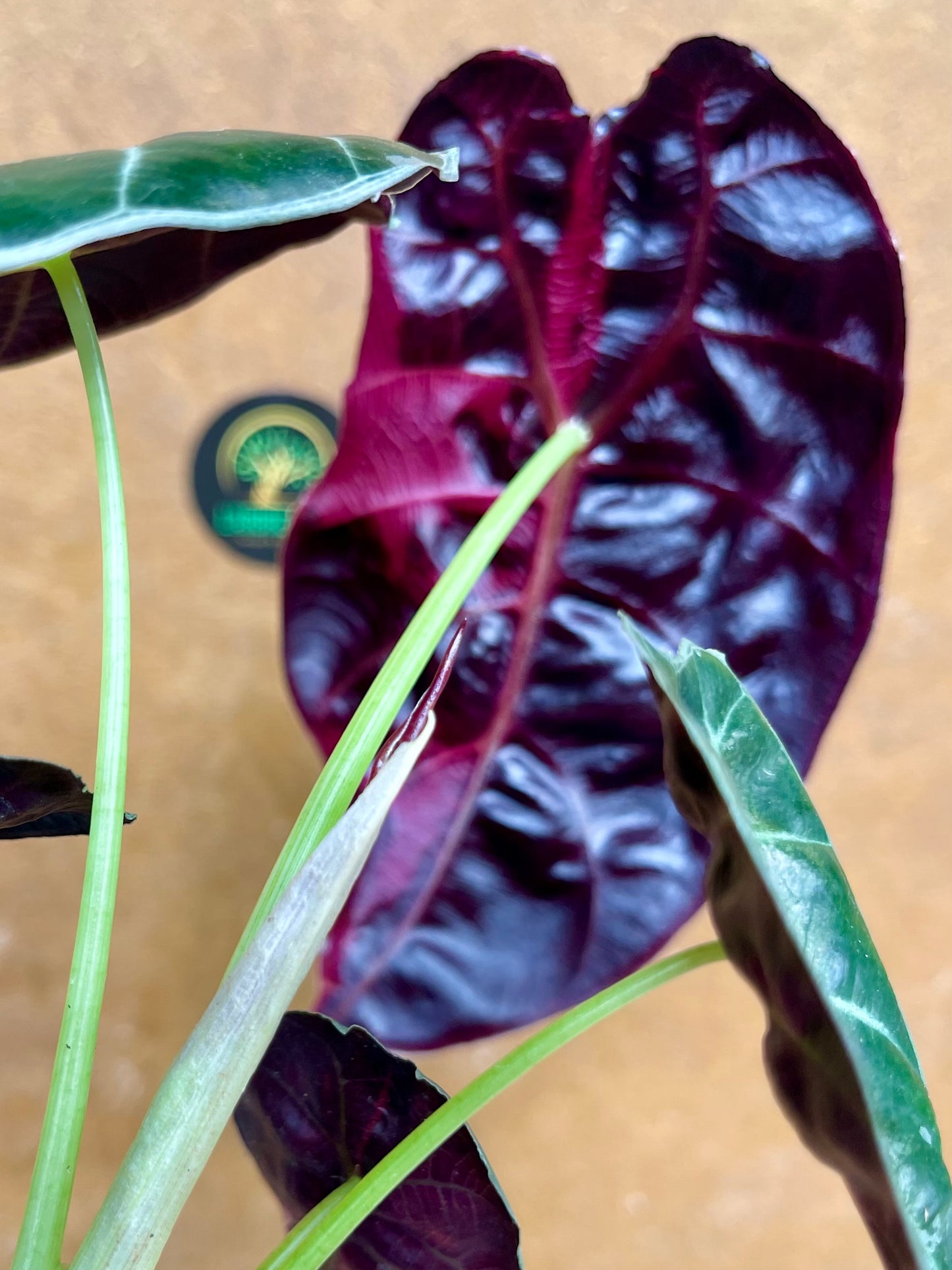 Alocasia watsonia pink variegata M