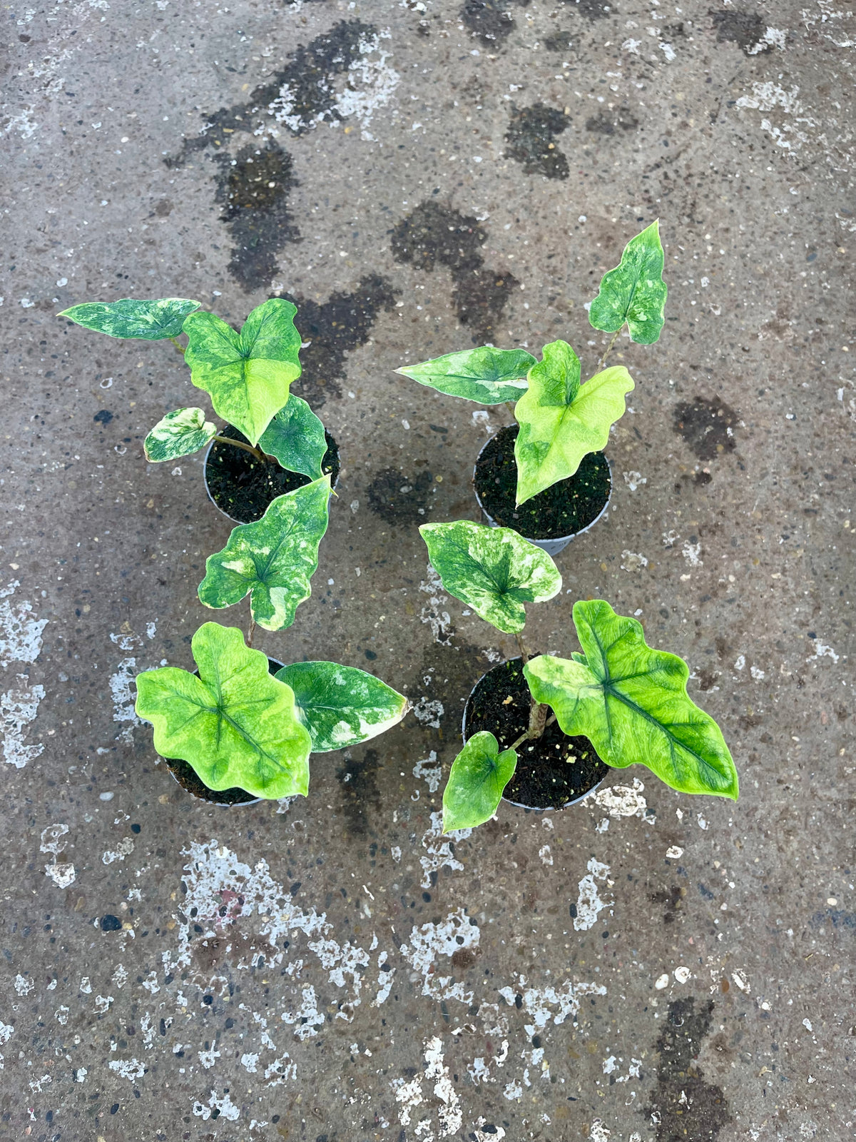 ALOCASIA JACKLYN VARIEGATA NEW