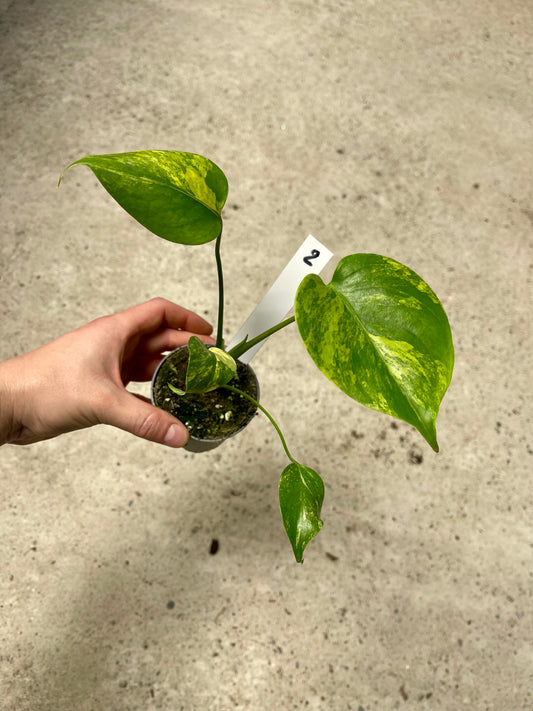 Monstera deliciosa Yellow Marilyn Variegata S NEW
