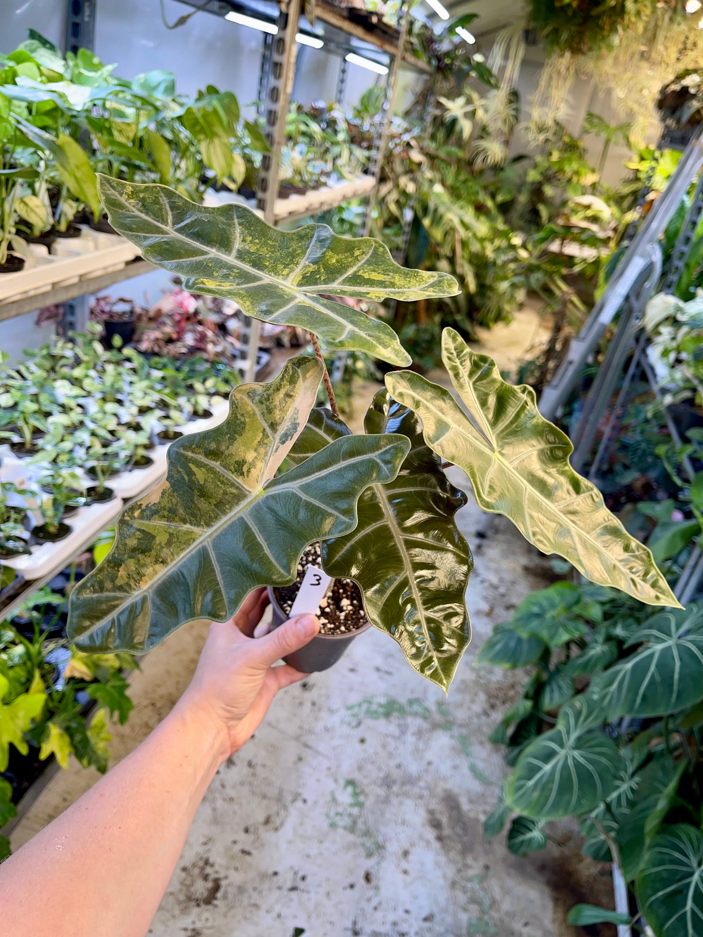 Alocasia pseudo sanderiana aurea variegata L NEW