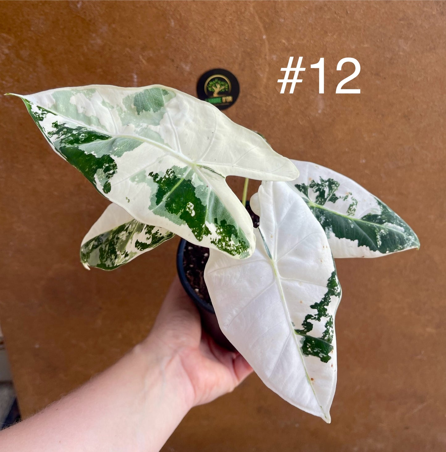 Alocasia frydek variegata haute variegation M