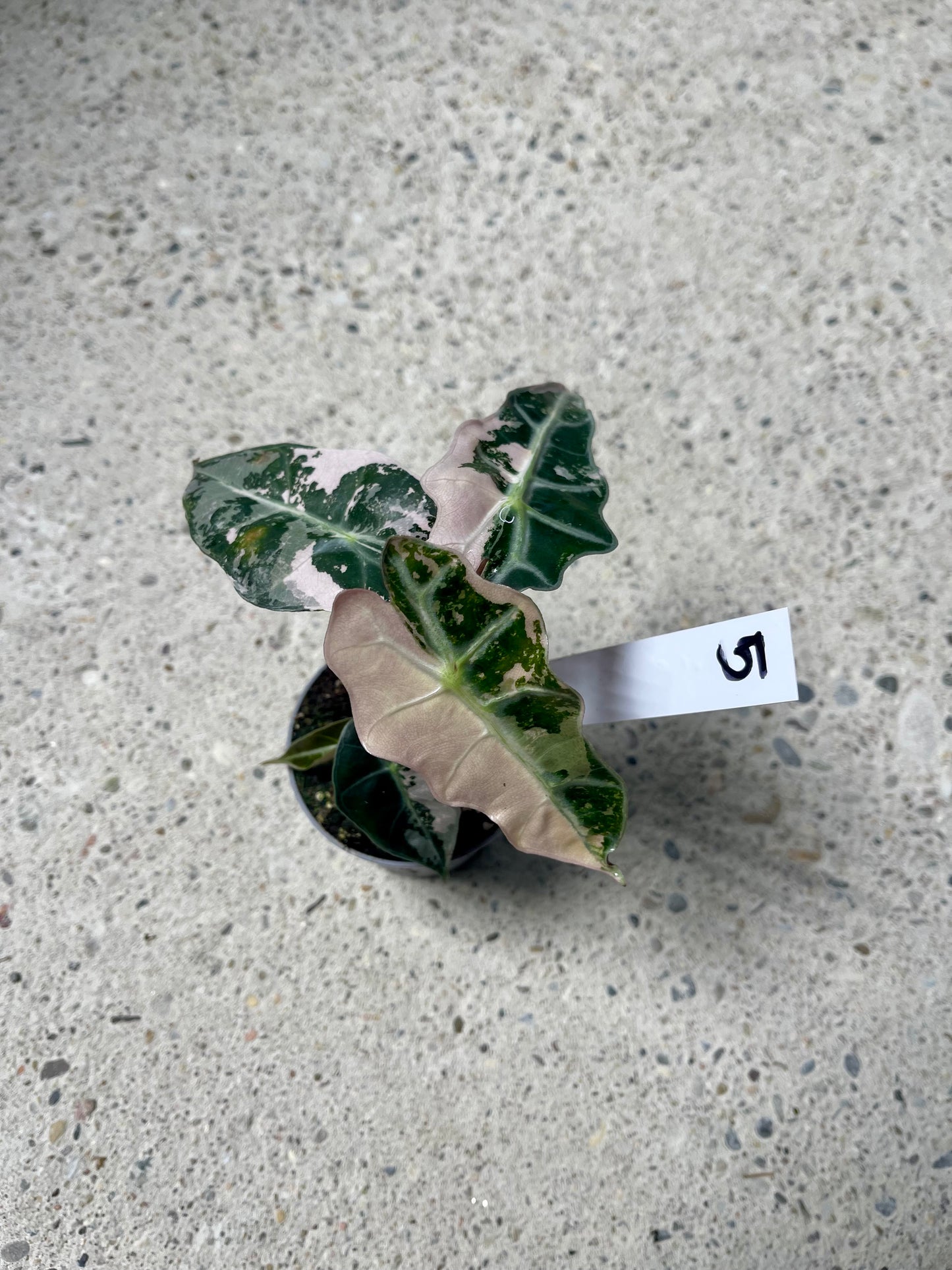 ALOCASIA AMAZONICA POLLY PINK NEW