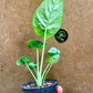 Alocasia lukiwan S NEW