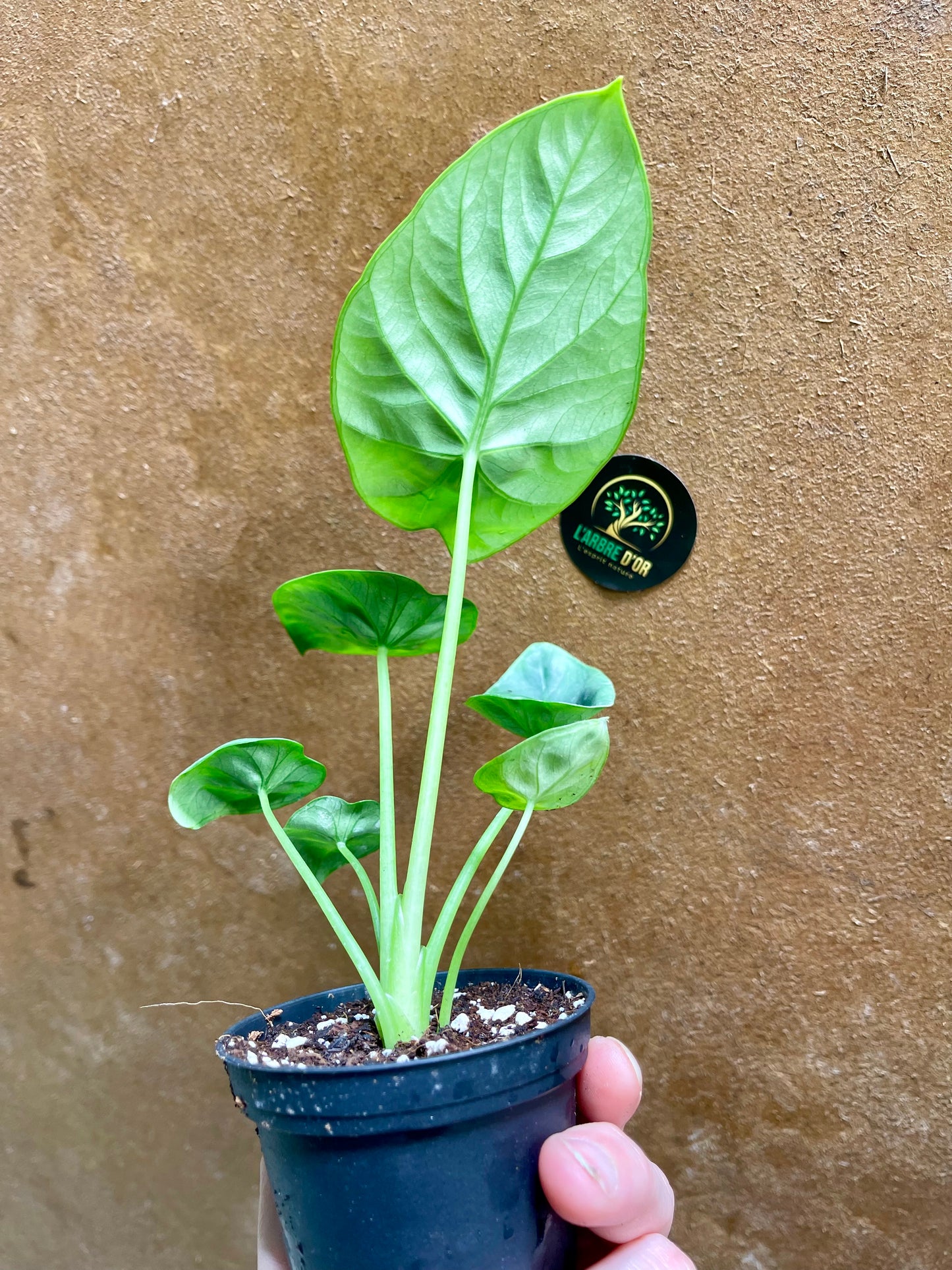 Alocasia lukiwan S NEW