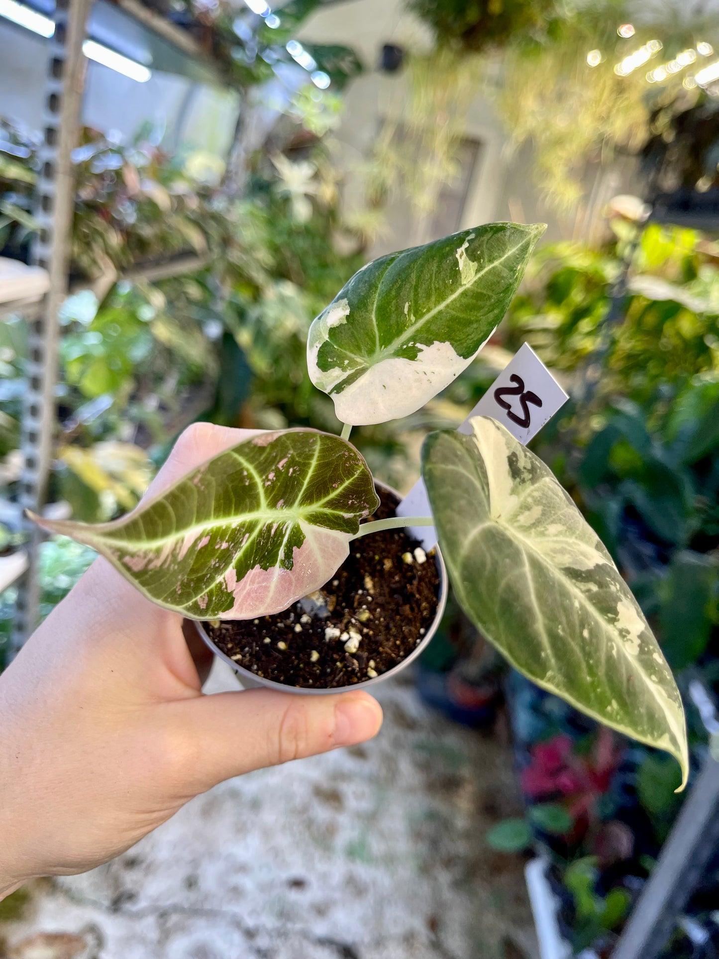 ALOCASIA BLACK VELVET VARIEGATA PINK S NEW